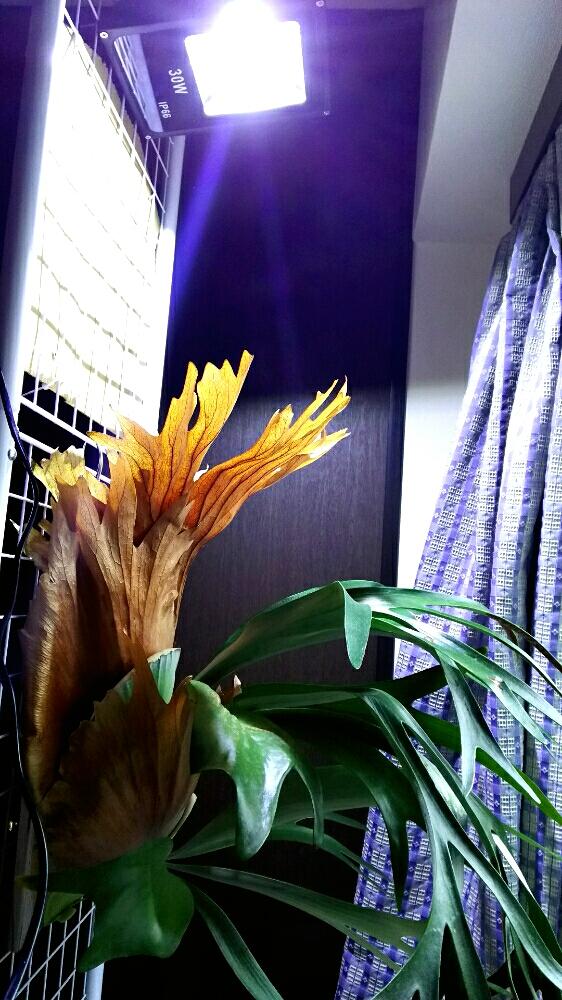 白色ledで育成 情報追記しました Greensnap グリーンスナップ