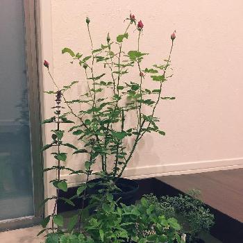 サザンウッドの投稿画像一覧 Greensnap グリーンスナップ
