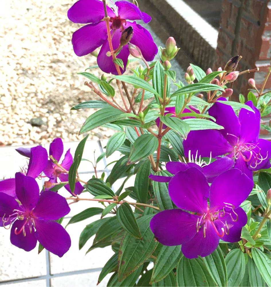 美しい花の画像 ベストコートダジュール 花