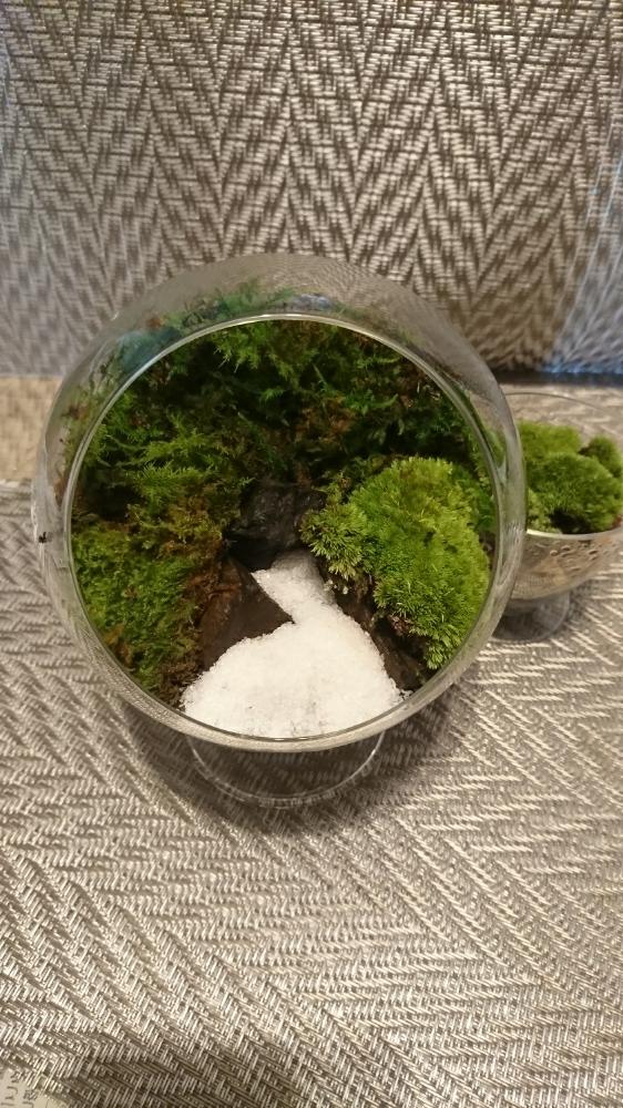 苔リウム 作ってみた Greensnap グリーンスナップ