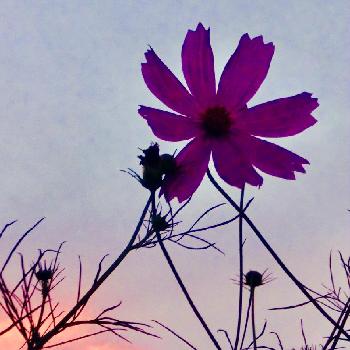 夕焼け空と秋桜の投稿画像一覧 Greensnap グリーンスナップ