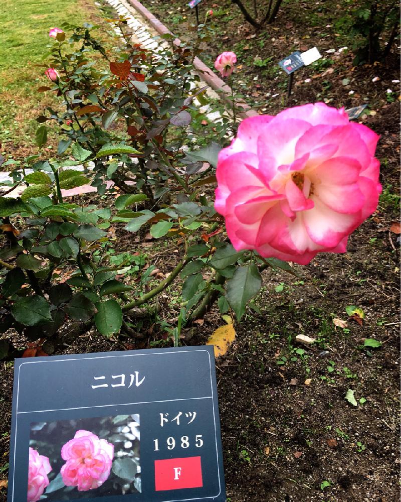 お出かけ先の画像 by smiling❁︎faceさん | お出かけ先と名前は詳しくありませんがとばら バラ 薔薇と福岡市植物園と植物大好きとニコル☆と綺麗と癒されると思わず写メとかわいいな♡と写真を撮るの大好きと素敵