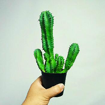 思ってたんと違うシリーズの投稿画像一覧 Greensnap グリーンスナップ