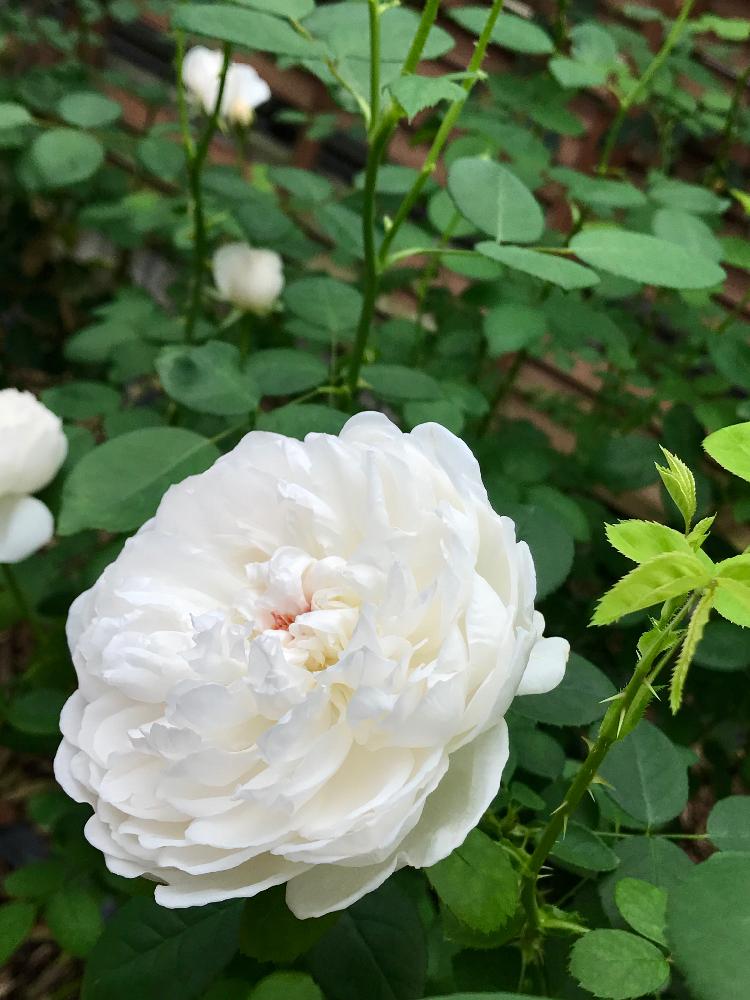 秋薫るバラの祭典 くまもと阿蘇のバラ祭り はな阿蘇美 イギリスの香 Greensnap グリーンスナップ