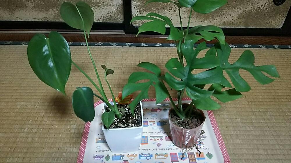 ダイソーモンステラの投稿画像 By ウォーターさん ヒメモンステラと和室と植中毒と鉢植えと観葉植物とラフィドフォラ テトラスペルマと植中毒と鉢植えと観葉植物 17月10月22日 Greensnap グリーンスナップ Greensnap グリーンスナップ ダイソーモンステラの投稿画像 By ウォーターさん ヒメモンステラと和室と植中毒と鉢植えと観葉植物とラフィドフォラ テトラスペルマと植中毒と鉢植えと観葉植物 17月10月22日 Greensnap グリーンスナップ Greensnap グリーンスナップ