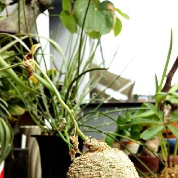 ケドロスティス アフリカーナの画像 by kuniondoさん | バルコニー/ベランダとケドロスティス アフリカーナとウリ科と植中毒とバルコニストと塊根植物