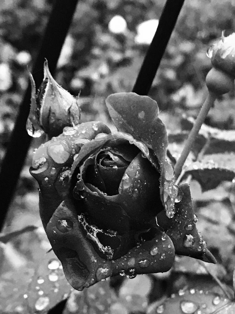 バラの投稿画像 By あおねこさん オデュッセイアと薔薇愛同盟とモノクロと色の無い世界 17月10月22日 Greensnap グリーンスナップ