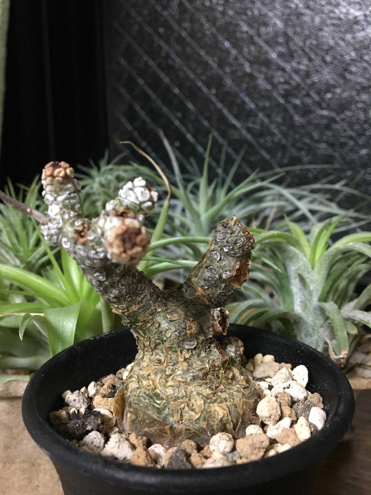 良型チレコドン・ペアルソニー 白象 冬型塊根植物 発根済 現地株 万物想 良型チレコドン・ペアルソニー 白象 冬型塊根植物 発根済 現地株