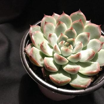 野原園芸の投稿画像一覧 Greensnap グリーンスナップ