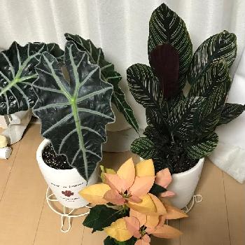 カラテア サンデリアーナの投稿画像一覧 Greensnap グリーンスナップ