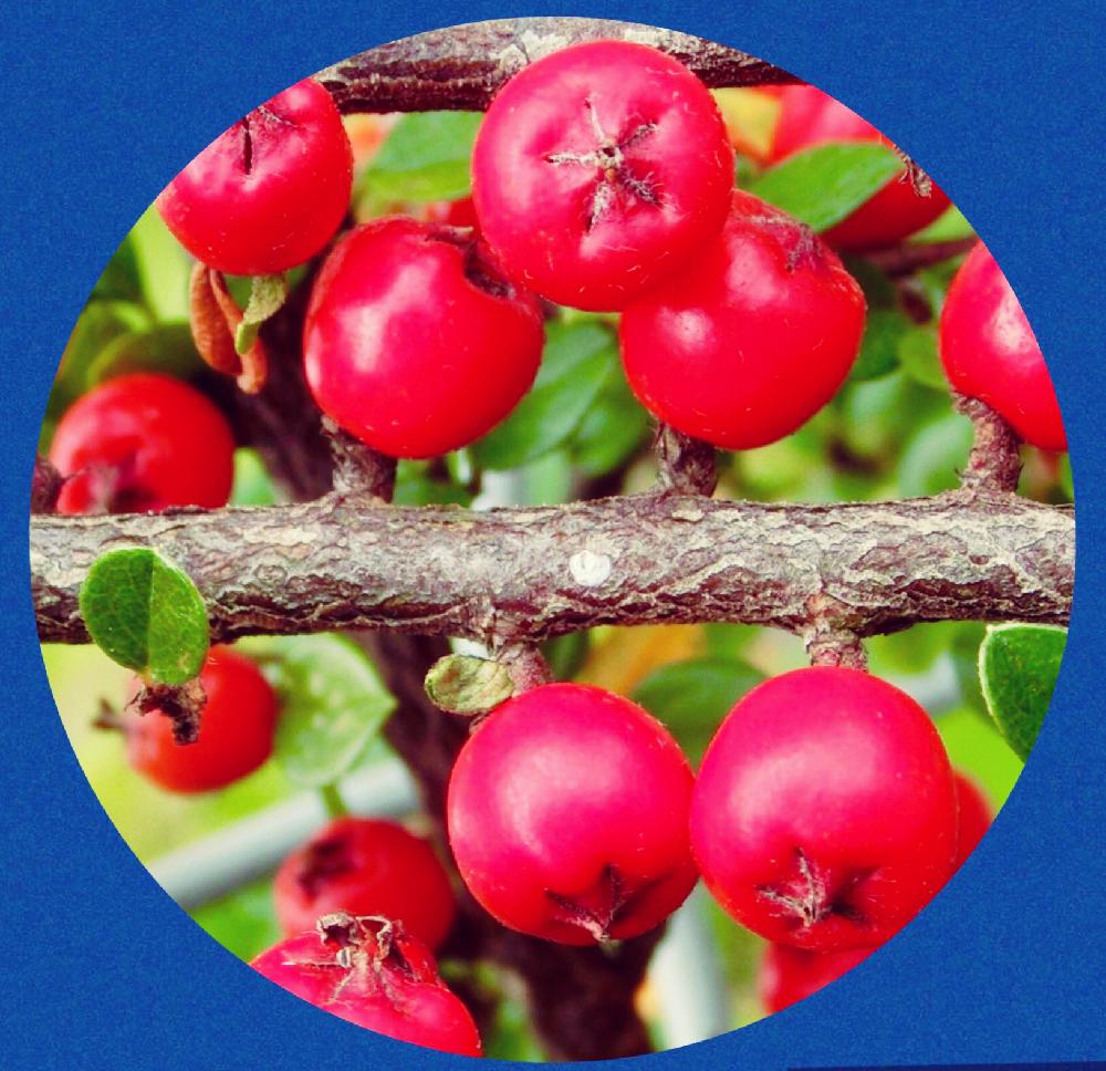 秋の赤い実の投稿画像 By チョウサンさん 花言葉と植中毒と実がいっぱい 2017月10月24日 Greensnap グリーンスナップ