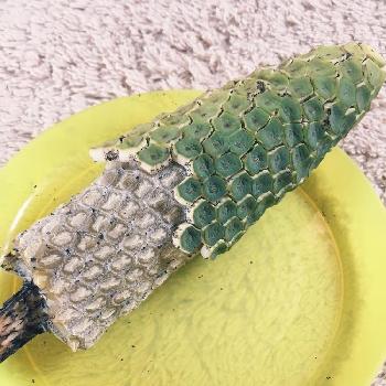 モンステラ種の投稿画像一覧 Greensnap グリーンスナップ