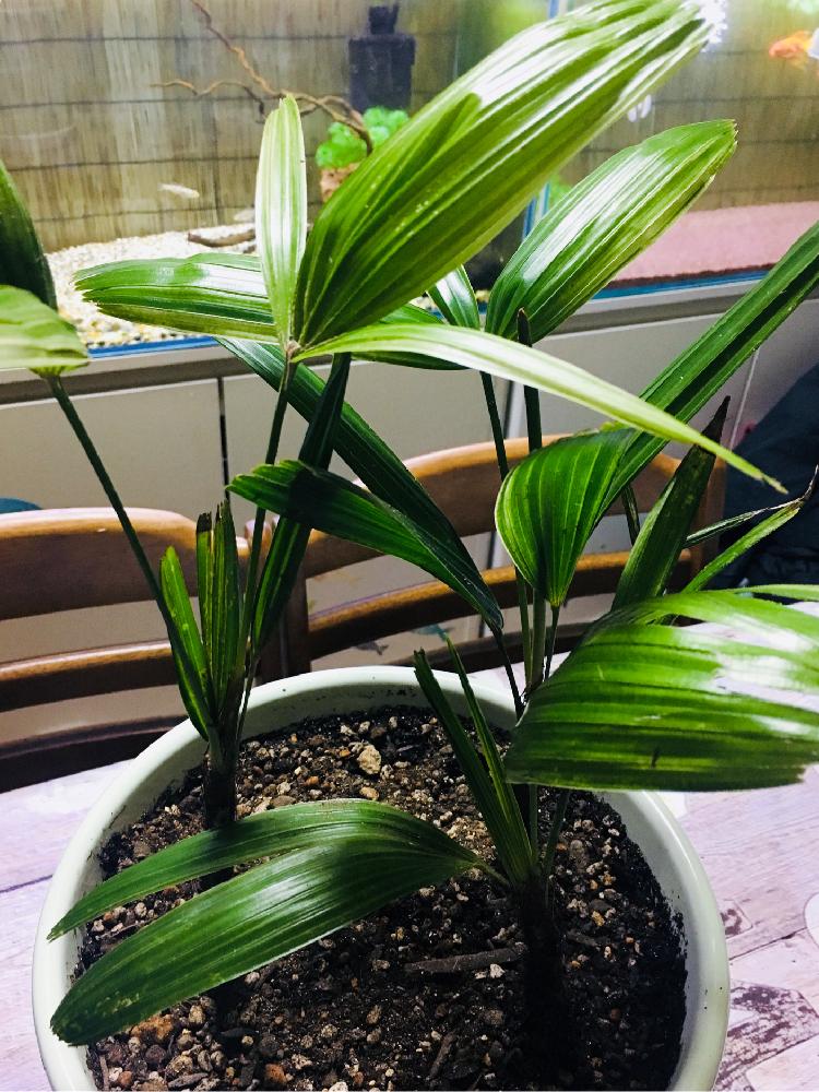 カンノンチクの投稿画像 By もこさん 17月10月24日 Greensnap グリーンスナップ