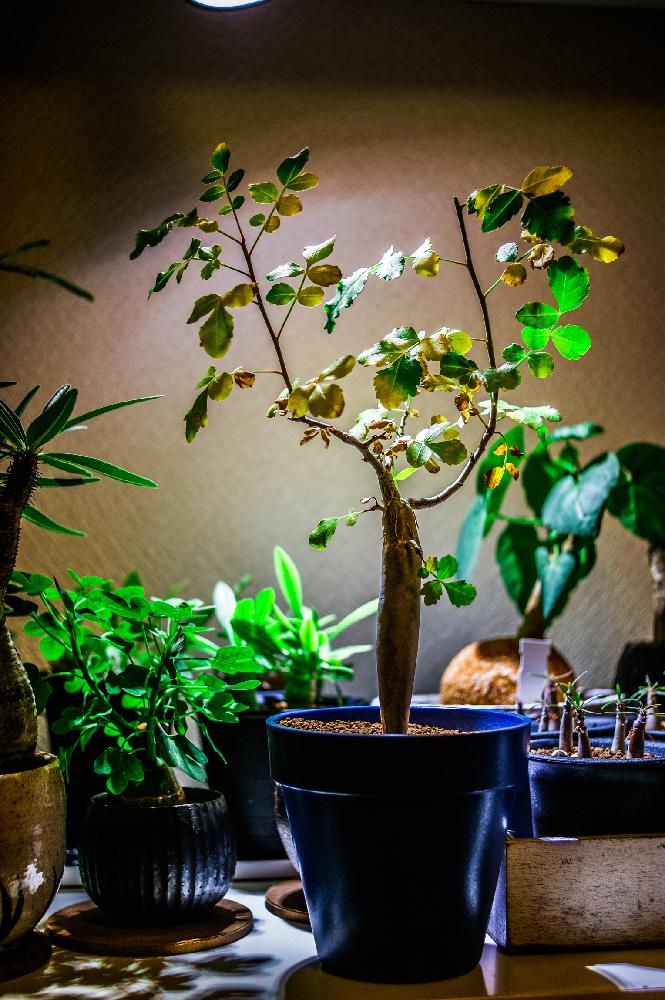 ブルセラ ファガロイデスの投稿画像 By ぽかぽかなおさん 多肉植物と観葉植物と葉っぱと紅葉 こうよう と塊根植物と ライトアップグリーン フォトコンテスト 17月10月25日 Greensnap グリーンスナップ
