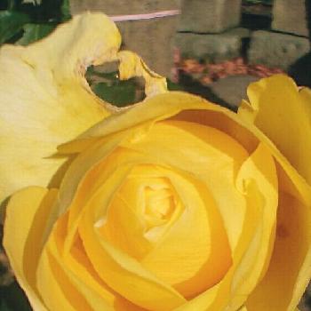 ヴァンデ グローブの画像 by 日和さん | 小さな庭とヴァンデ グローブと花のある暮らしと寒さに負けないとバラ・ミニバラと薔薇♪