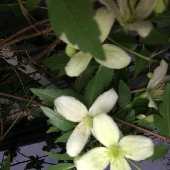たくましいやつの画像 by 松ぼっくりさん | 小さな庭と花持ちが良いと植物のある暮らしとクレマチス cirrhosa groupとたくましいやつと花の少ない時期に咲く清楚なお花とうれしい！と花のある暮らしと花期が長いと白い花とつる植物