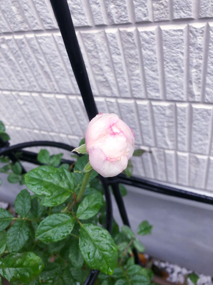 ラパンの投稿画像 By Sae Roseさん デビッドオースチンと薔薇に魅せられてとイングリッシュ ローズとバラが好きと花のある暮らしとオールドローズ 四季咲きとかわいらしいとティーカップ咲き 17月10月25日 Greensnap グリーンスナップ