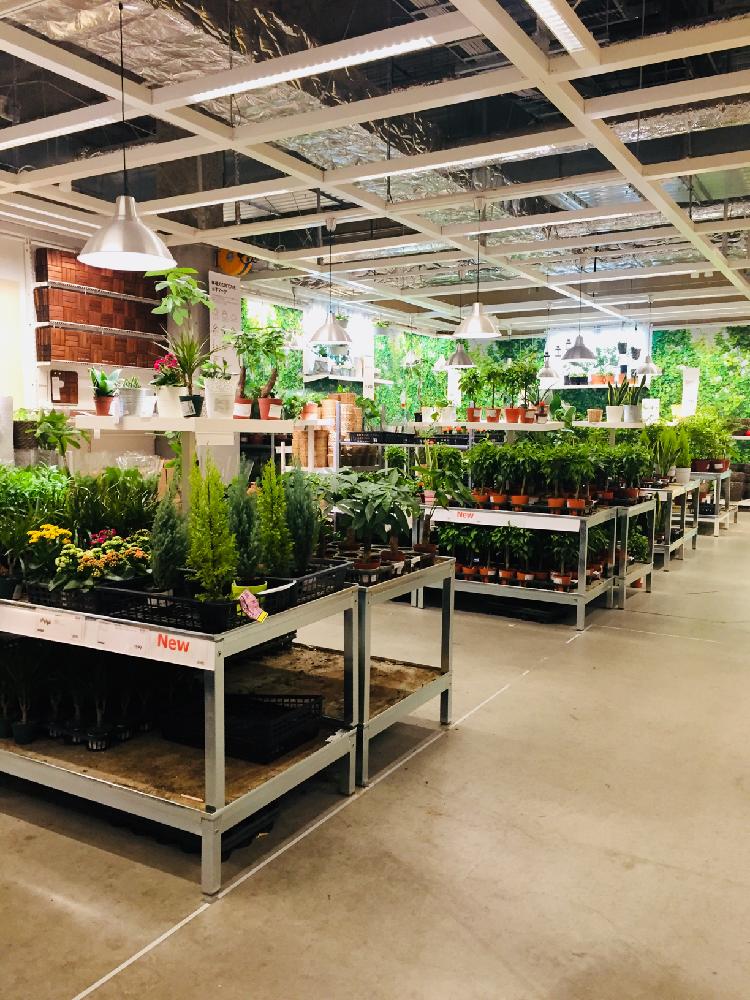 Ikeaの植物たちの投稿画像 By Mukuさん Ikeaのグリーンコーナーと結構種類あるのねとガーデニング雑貨は少ないね 17月10月26日 Greensnap グリーンスナップ