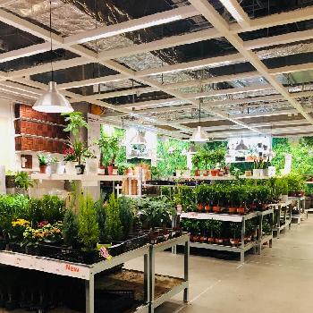 結構種類あるのねの投稿画像一覧 Greensnap グリーンスナップ