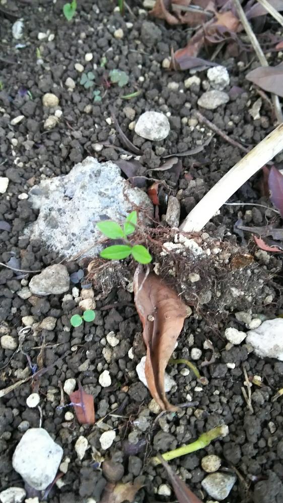 紅葉葵の芽 の投稿画像 By Hidesgardenさん 種から発芽とバルコニストと花のある暮らしと共用花壇 17月10月26日 Greensnap グリーンスナップ