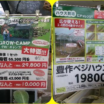 多肉愛は盲目の投稿画像一覧 Greensnap グリーンスナップ