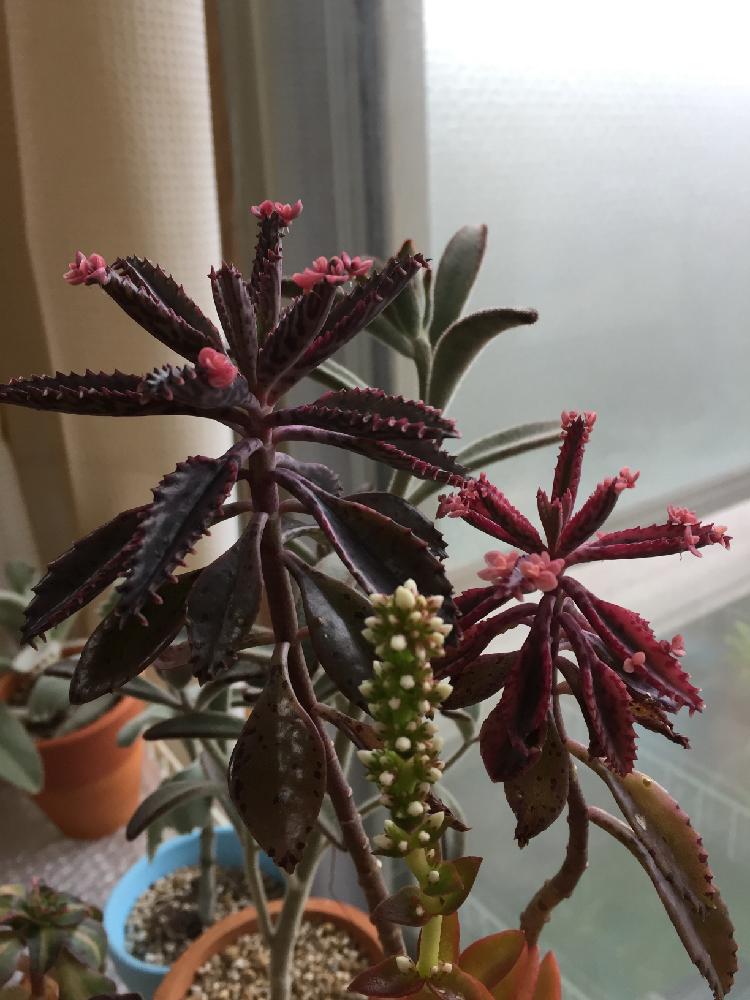 火祭りの投稿画像 By ふかふかみかんさん 不死鳥錦とツキトジとベランダの植物と多肉大好きと東京と多肉ちゃんと緑のある暮らしと木立ち多肉と徒長とタニラーと寒い朝と今朝の一枚と植物に癒されてとバルコニスト 17月10月28日 Greensnap グリーンスナップ