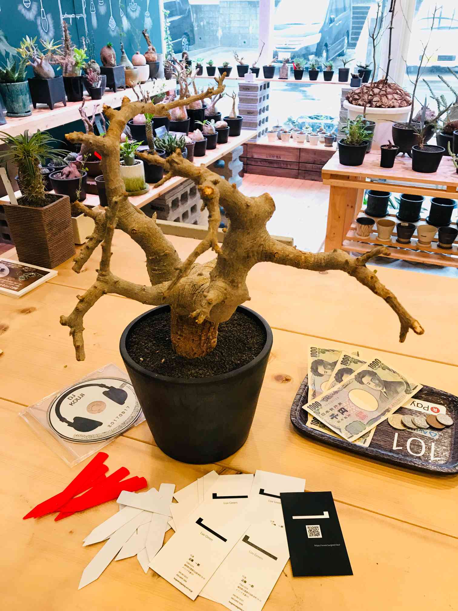 コミフォラ ドレイクブロックマニーの一覧｜🍀GreenSnap（グリーン