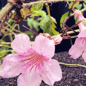 雨風に耐えて！の画像 by らぴすらずりさん | お出かけ先とノウゼンカズラとiPhone撮影と雨風に耐えて！といつもの通り道とピンクの花