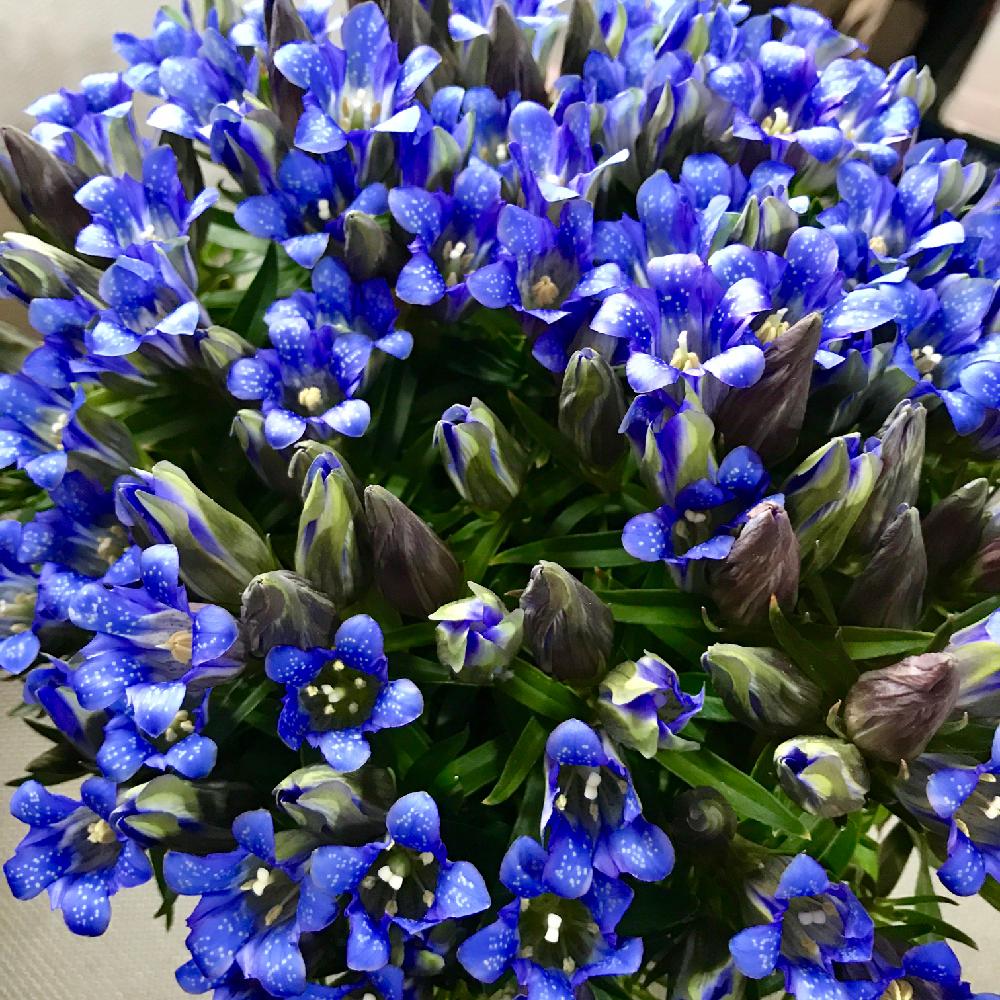 リンドウの投稿画像 By ジュンさん バルコニー ベランダとリンドウ科と買ってしまったと花のある暮らしと癒しのひと時と子供のとバルコニストとリンドウ科と買ってしまったと花のある暮らしと癒しのひと時と子供のとバルコニスト 17月10月29日 Greensnap