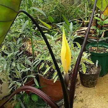 コロカシア  フォンタネシーの画像 by ウォーターさん | 小さな庭とコロカシア  フォンタネシーと植中毒と鉢植えと今日のお花と今日の一枚