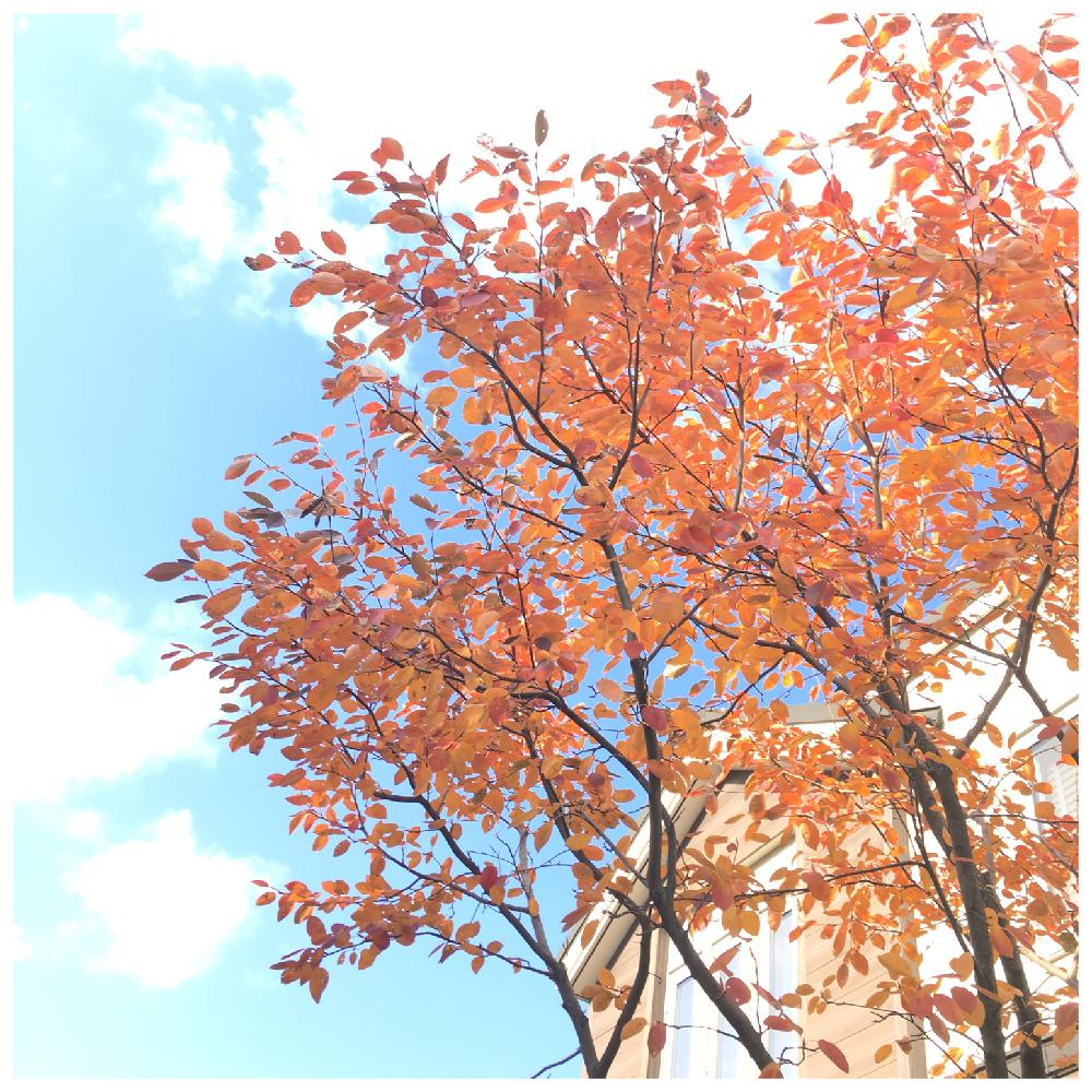 ジューンベリーの投稿画像 By ロングさん 庭木と紅葉 こうよう と 紅葉 コンテスト 17月10月29日 Greensnap グリーンスナップ