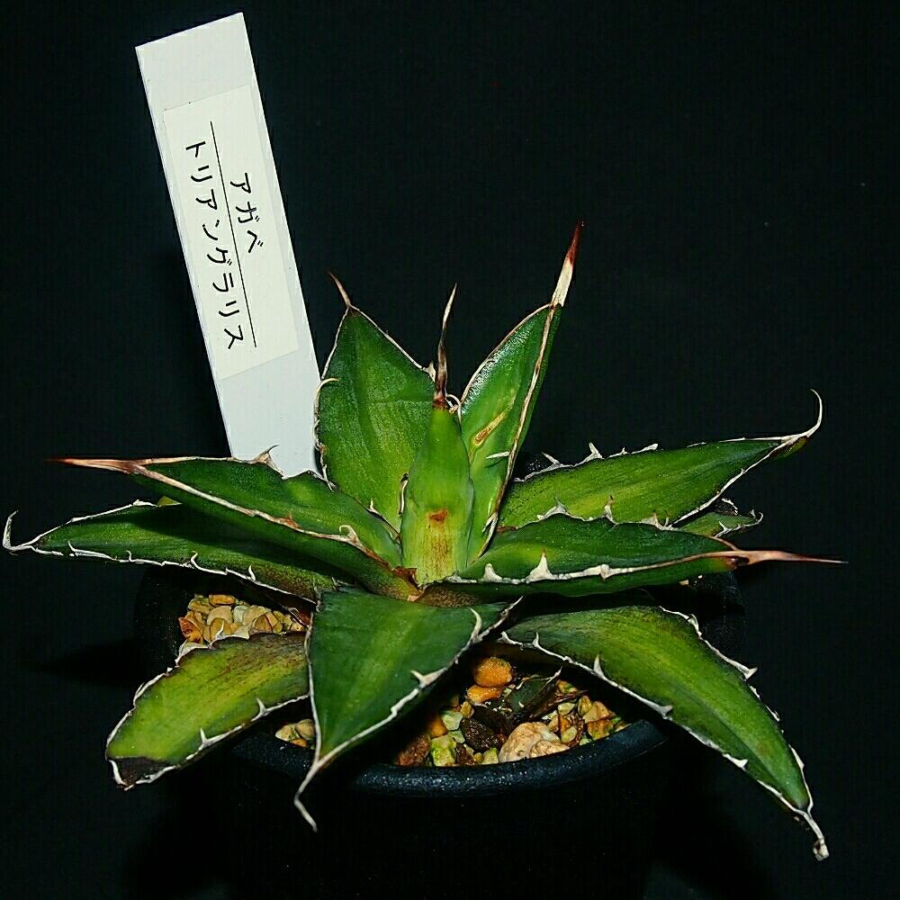 多肉男子の投稿画像 By けいちゃんさん 植物のある暮らしと植中毒とけいちゃん園芸と多肉植物とサボテンとタニラーとバルコニストと一眼レフとアガベ トリアングラリスと部屋とけいちゃんアガベと多肉男子と植物のある暮らしと植中毒とけいちゃん園芸と多肉植物と