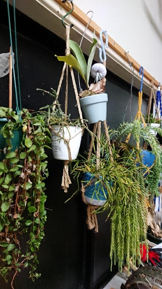 ぶちまけリーダーの投稿画像 By ぶちまけリーダーゆずちゃ画伯さん 多肉植物とhtcとヘタレ同盟とhtc22 窓際希望 と富山支部とまた500円貯金だ と人生の選択と上田次郎 メモと多肉婦人会と人生の名言と潤い欲しい 17月10月29日 Greensnap グリーンスナップ