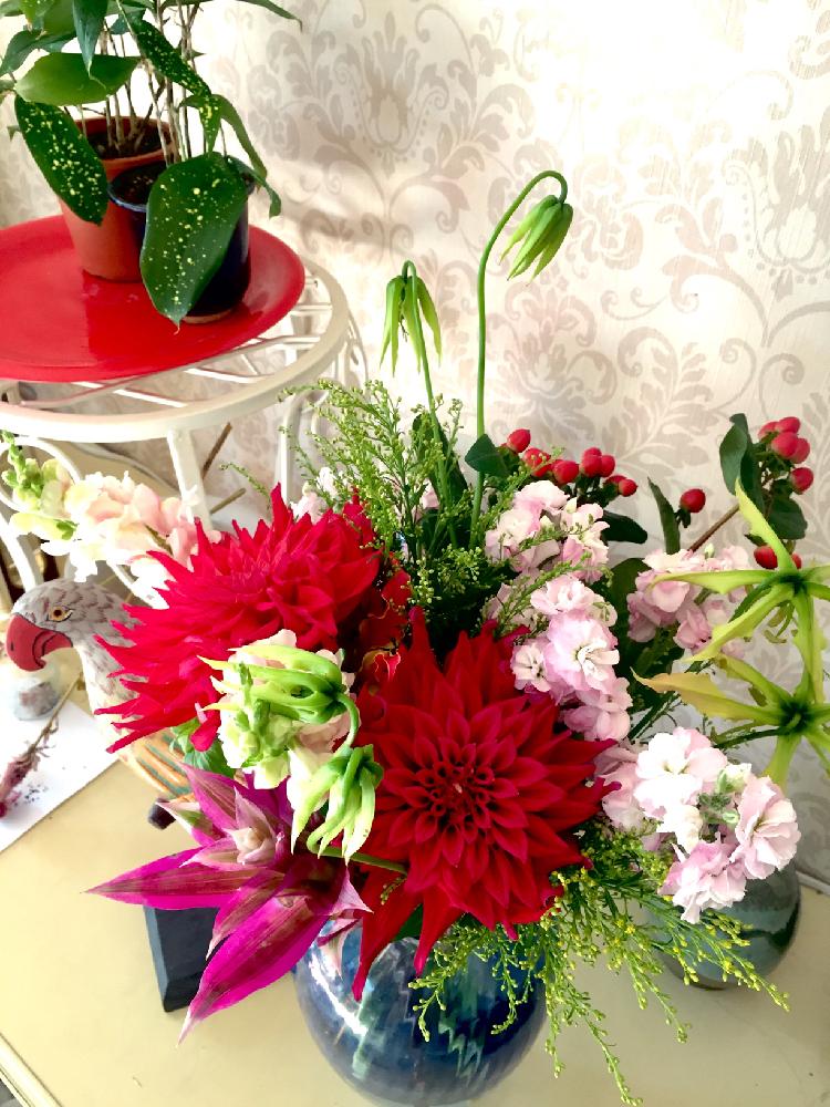 ダリアの投稿画像 By ナオミさん ストックと花瓶とお祝い花と花のある暮らしとかわいいな と赤い実と秋のリビングフラワー 17月10月30日 Greensnap グリーンスナップ