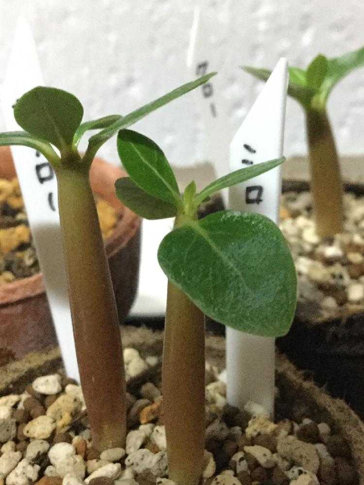 シーズン終了につきSALE！アデニュウムソコトラナム実生本物ソコトラナム シーズン終了につき格安！アデニュウムソコトラナム(ホンソコ)実生2年