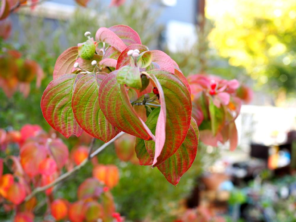 ハナミズキの投稿画像 By くましゅん さん 紅葉 こうよう と庭木と落葉樹と紅葉待ちとどっち と 紅葉 コンテスト 17月11月1日 Greensnap グリーンスナップ