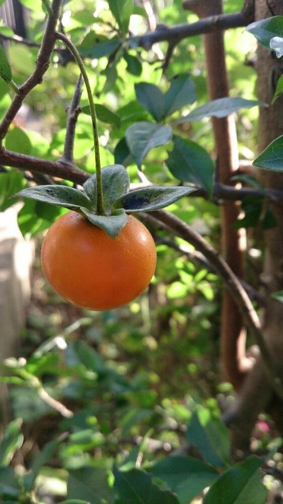 常磐柿の投稿画像 By Miccoさん 花のある暮らしと今日の一枚と実のなる木 17月11月1日 Greensnap グリーンスナップ