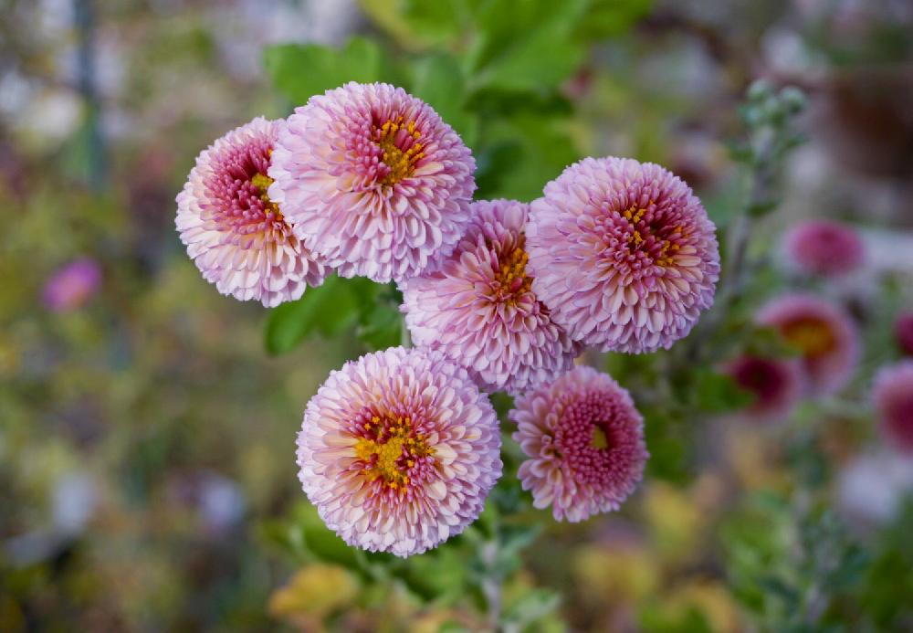 写真の投稿画像 By Mint Teaさん ピンクの花と丸い花と元気な花と鉢植えとガーデニングと花のある暮らしと秋の花 17月11月2日 Greensnap グリーンスナップ