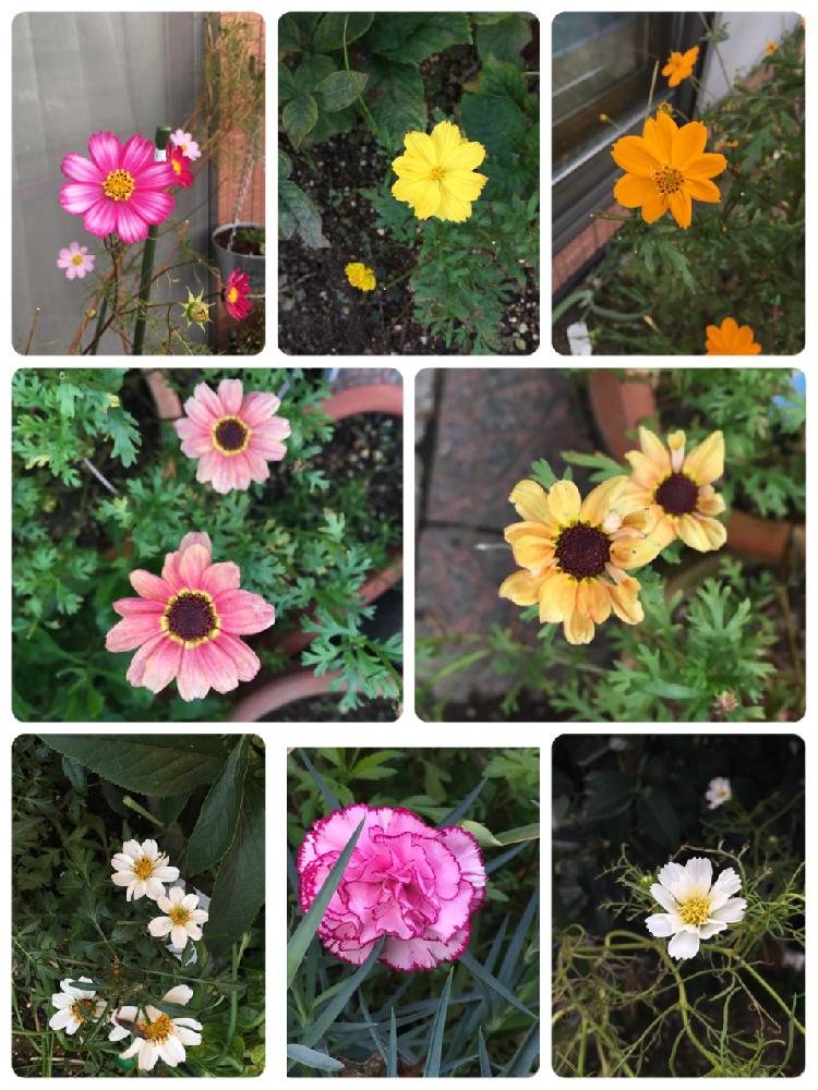 キバナコスモスの投稿画像 By リーさん マーガレットとカーネーションとコスモスとコスモスと コスモス コンテストとタネから育てた と愛おしいと咲いてくれてありがとう と手作りの庭とお気に入り とタネからと種まきから育てると植中毒と花のある暮らしとかわいい