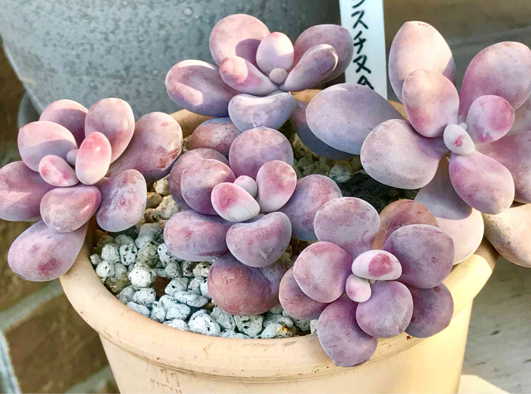 小さな庭の投稿画像 by ニコちゃん大王さん｜多肉植物と紅葉する