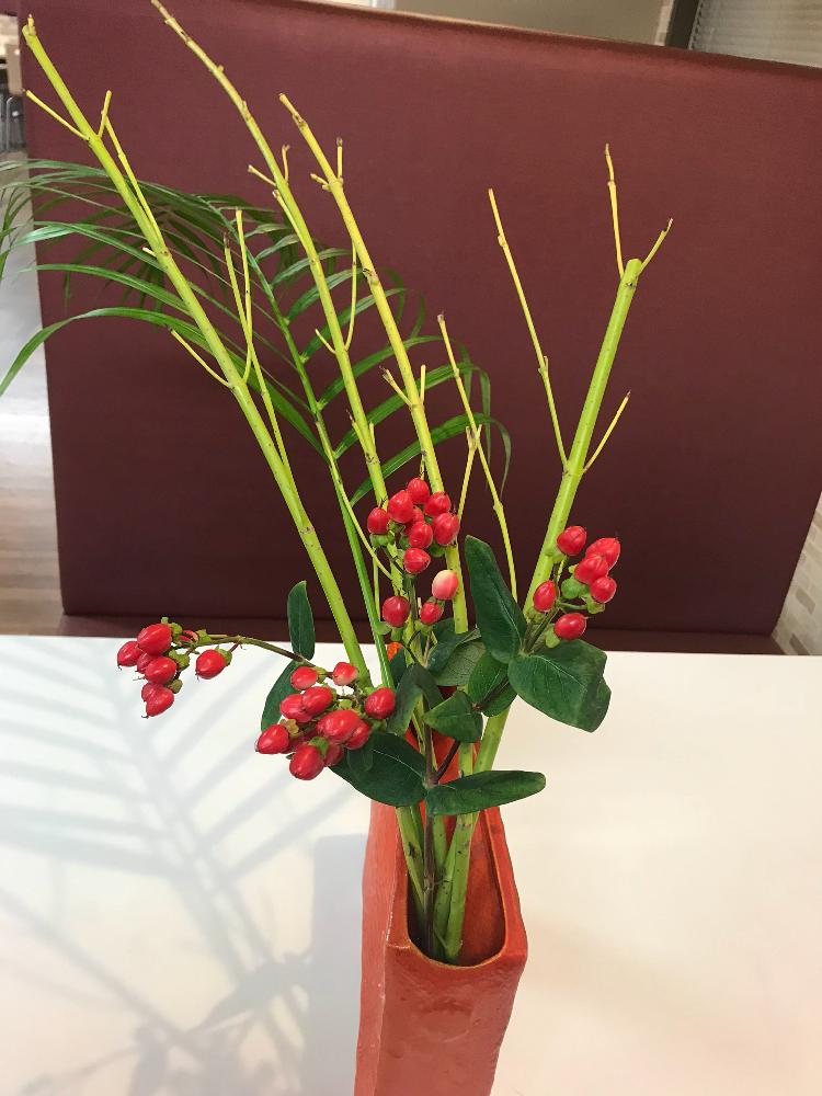 すべての花の画像 これまでで最高のサンゴミズキ 花瓶