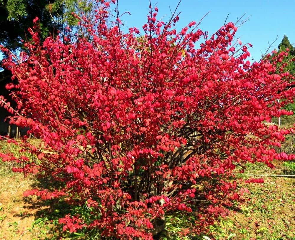 ニシキギの投稿画像 By Tulipさん 富山支部と紅葉 こうよう と実がなると赤い実とニシキギ科と11月とお出かけ先とニシキギ 属と富山支部と紅葉 こうよう と実がなると赤い実とニシキギ科と11月とニシキギ属 17月11月3日 Greensnap グリーンスナップ