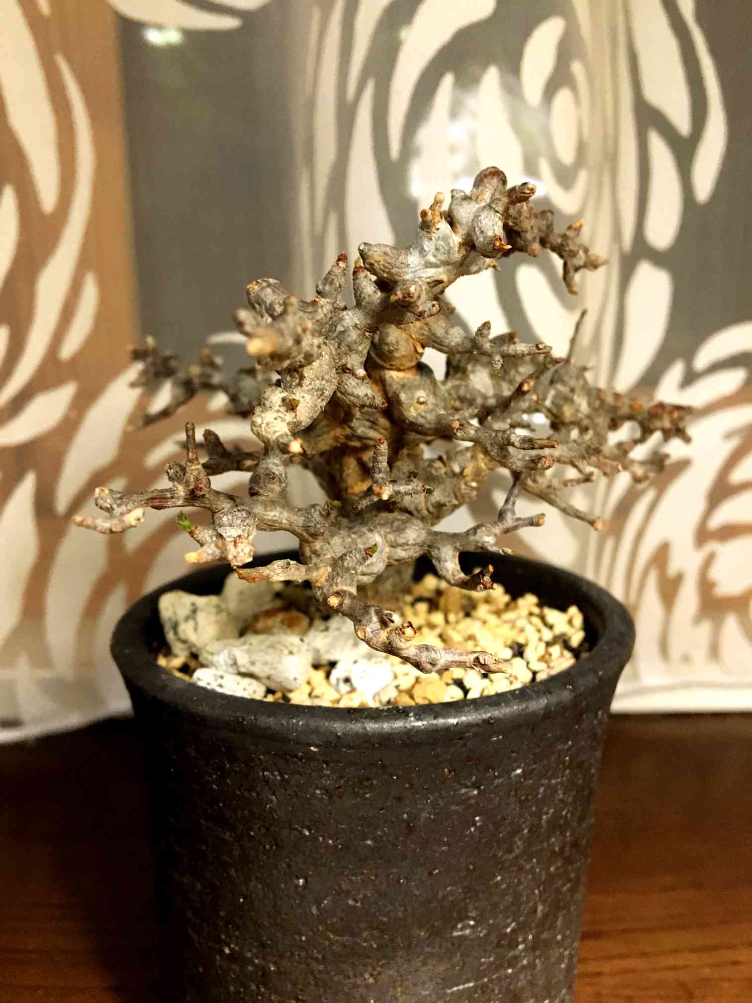 コミフォラエイル② 春の剪定／Commiphora sp. ”Eyl” pruning
