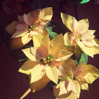 秋のリビングフラワーの画像 by keikoさん | 窓辺とポインセチア　ゴールドとポインセチアと観葉植物とハロウィンコンテスト2017と『玄関のお迎え植物』フォトコンテストと緑のある暮らしと花のある暮らしと秋のリビングフラワーとクリスマス