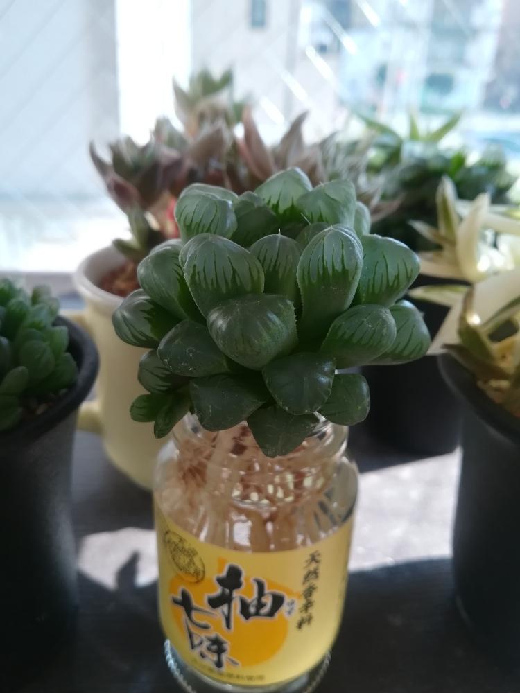 多肉水耕栽培の投稿画像 By Lavendermintさん ハオルチア属と植中毒とタニラー 17月11月5日 Greensnap グリーンスナップ