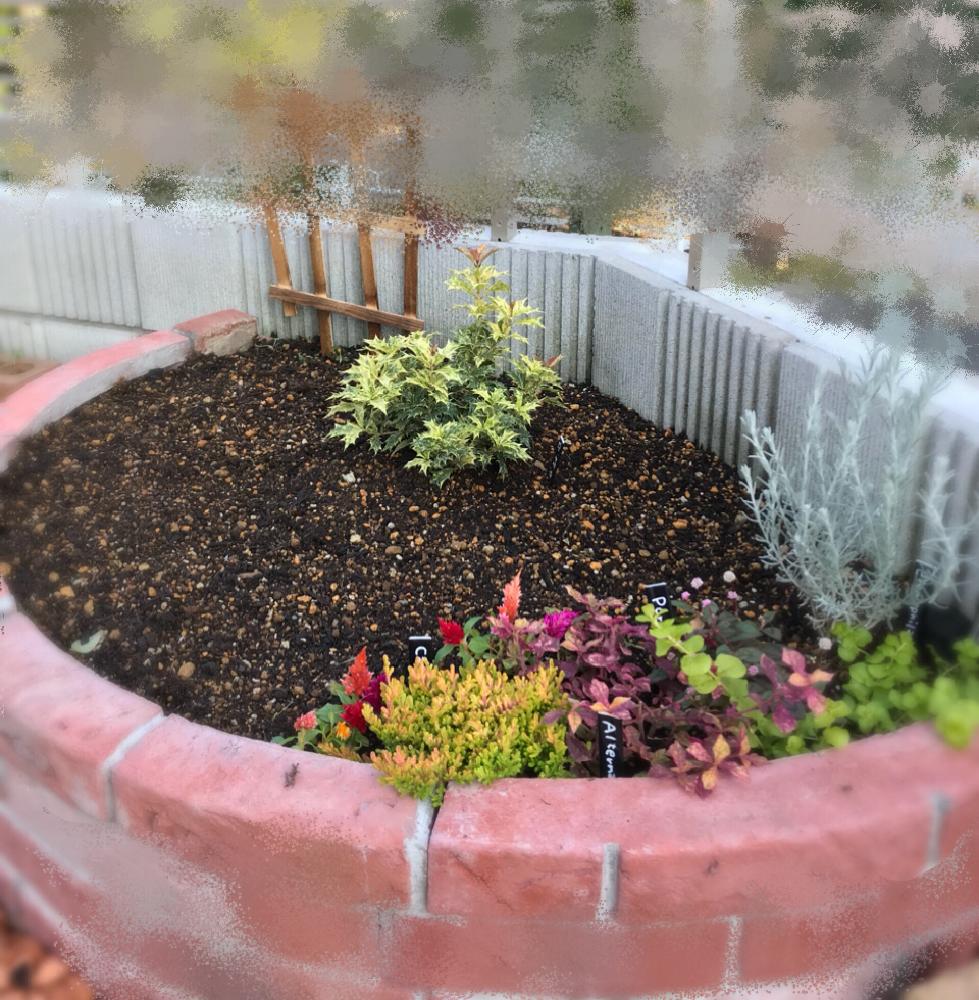 五色ヒイラギの投稿画像 By もっ さん カラフル寄せ植えと花壇diyと我が家の花壇と庭づくりとガーデニング初心者と花のある暮らしと庭diy 17月11月5日 Greensnap グリーンスナップ