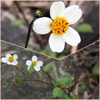 コシロノセンダングサ、の画像 by hanaミズキさん | お出かけ先と白いお花と野草と可愛い〜♡と初めて見た！とコシロノセンダングサ、