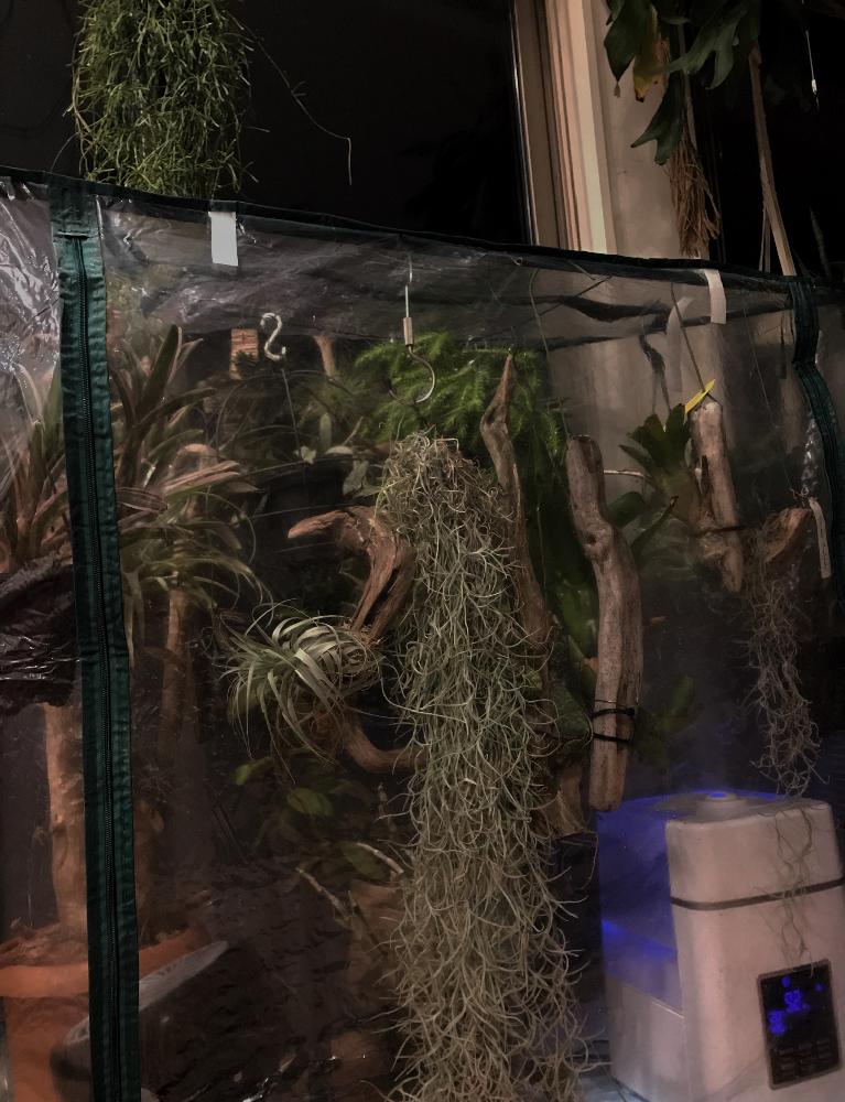 部屋の投稿画像 By Ringoさん 着生ランとビニール温室とネオレゲリアとエクメアと冬管理と室内管理とエアープランツ チランジアと着生ランとビニール温室とネオレゲリアとエクメアと冬管理と室内管理とエアープランツ チランジア 17月11月5日 Greensnap グリーン