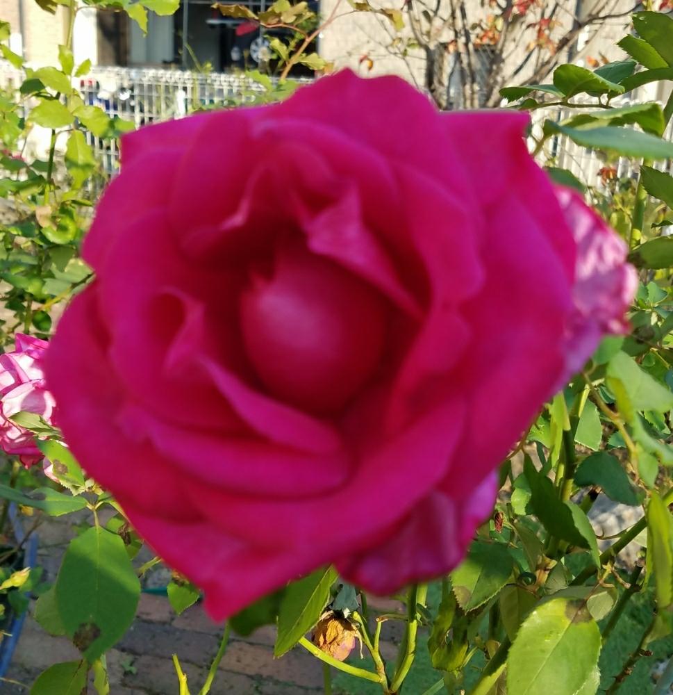 バラ パローレの投稿画像 By あかずきんさん バラとバラ 鉢植えと今日のお花と美しいと香りの良いバラといい香りとガーデニングと薔薇 とかわいいな とロザリアンとバラを楽しむ 17月11月5日 Greensnap グリーンスナップ