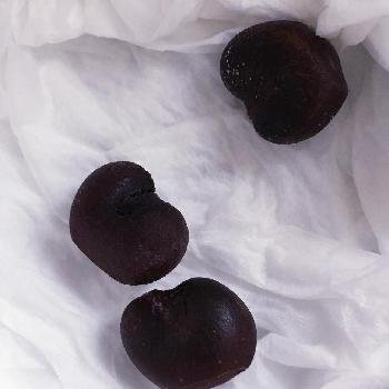 バオバブの種の投稿画像一覧 Greensnap グリーンスナップ